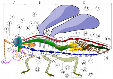1200px-Insect_anatomy_diagram.svg.png